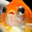 Fancy_Goldfish