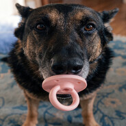 CACHORRO CHUPETÃO