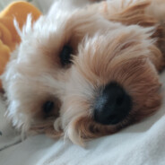 Ollie