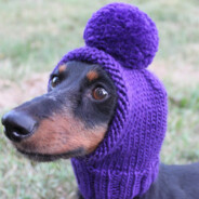 Dog with purple hat