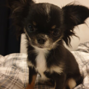 Lily