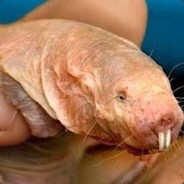 Mole rat Jhon