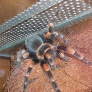 SMITHI PL - steam id 76561197971087269