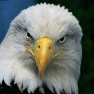 3agle