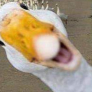 pato