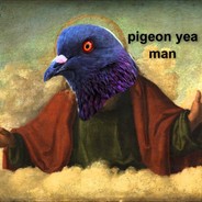 Pigeon