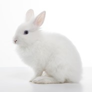 bunny