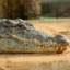 crocodilo do mangue