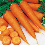 Classic Carrot