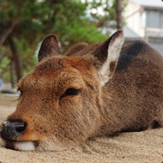 鹿さま
