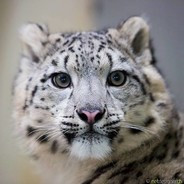 Профиль игрока Exolon