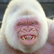 denhvidegorilla's Avatar