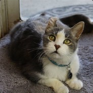 MrMeowgi
