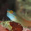 Male Blenny Fish