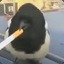 SmokingBird