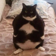 Fat Cat #ماوسي خربان