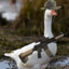 Tactical Goose