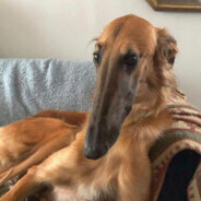 dog - steam id 76561197961196307