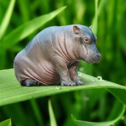 HIPPO84