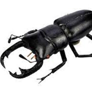 Baldarino