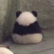 mf