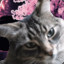 Cats's avatar
