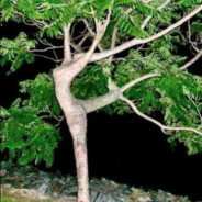 Ent Waifu