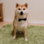 GentleShibe