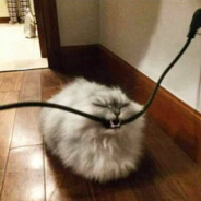 Cat bites cable