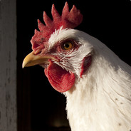 The_Chicken_