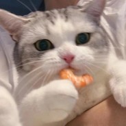 Meow