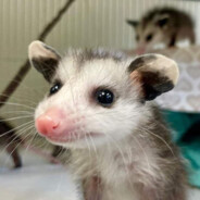 possum's avatar