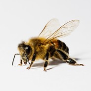 bees