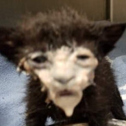 CumInKatze