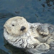 Mammal Fur
