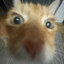 lisek