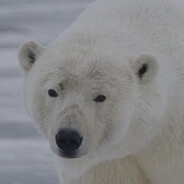 Kira sarut de urs polar