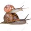 Snail 2.0