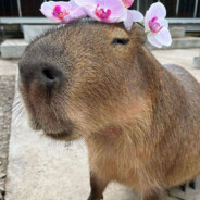 capybara2.0