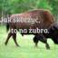 Żuber-Polskie Zwierzę
