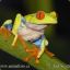 The_Local_Tree_Frog