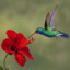 Hummingbird1970