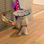 hakutya
