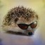 cool hedgehog