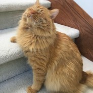 Илюшкин