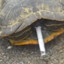 Iker the Smoking Turtle