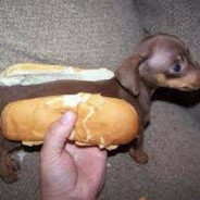 Hot_Dawg
