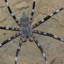 HUNTSMAN SPIDER