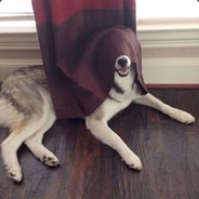 PEZDABOLIUS
