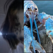 kJlиkиmыwkиschiz0ph